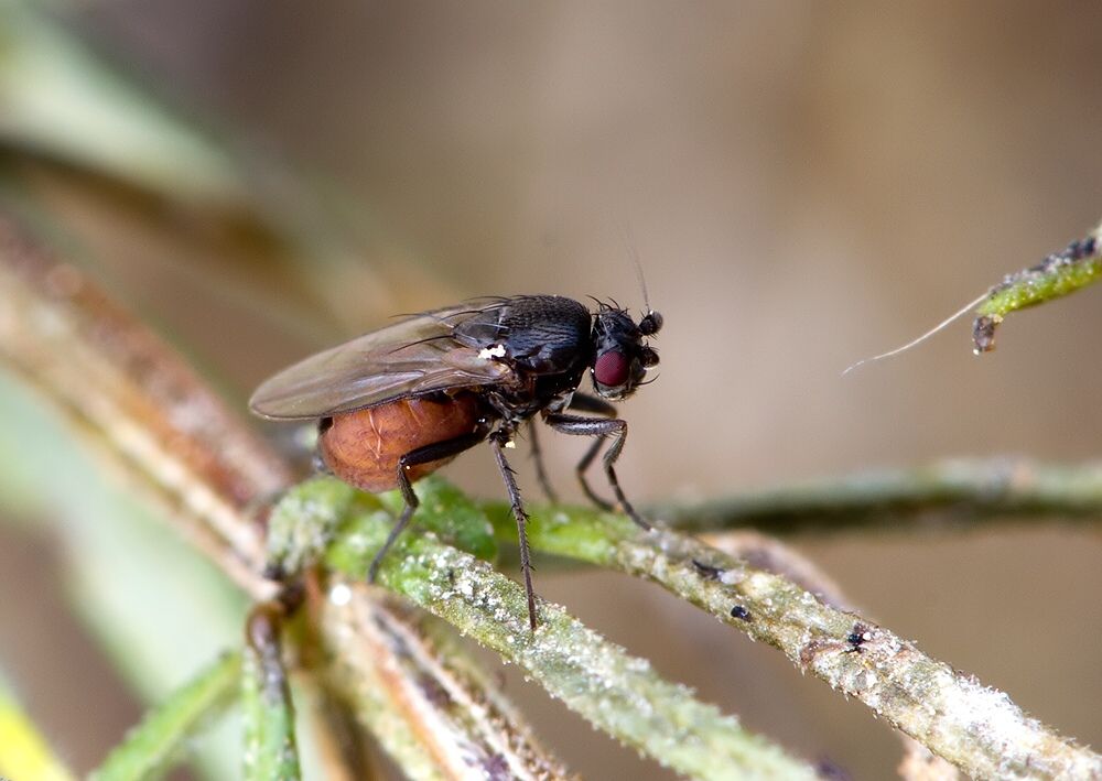 Coproica lugubris