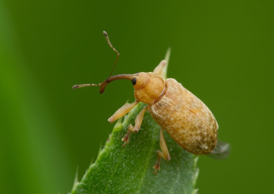 Dorytomus longimanus cf.