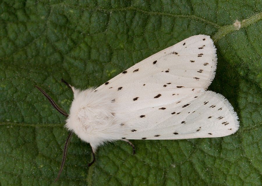 Spilosoma lubricipeda