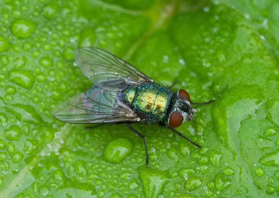 Lucilia sericata