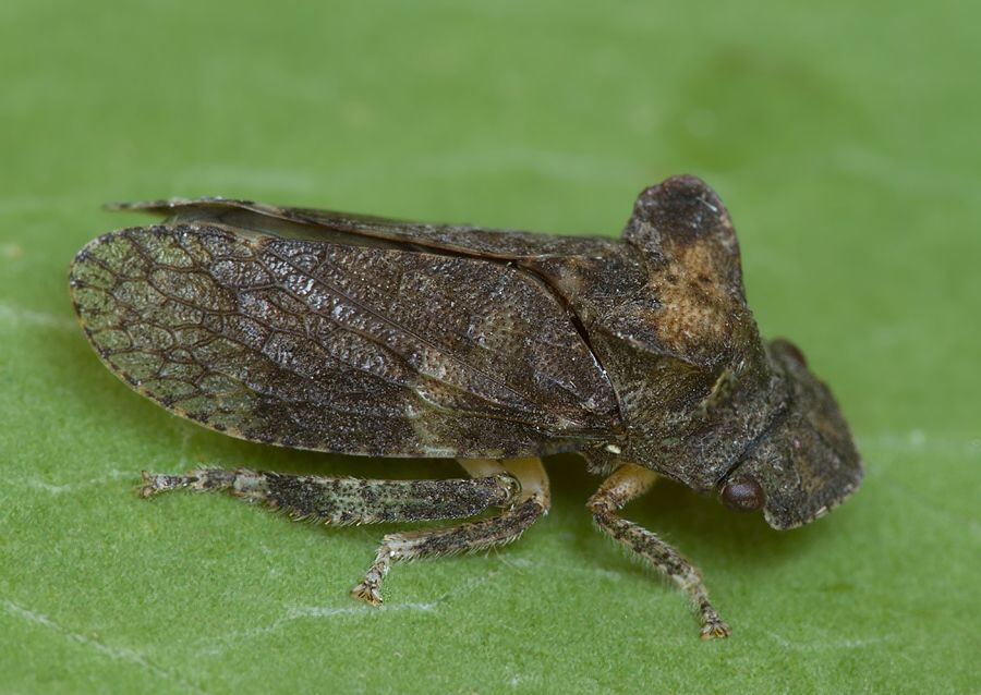 Ledra aurita