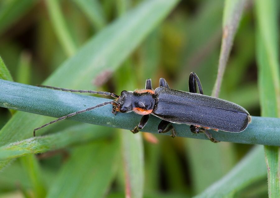 Cantharis obscura