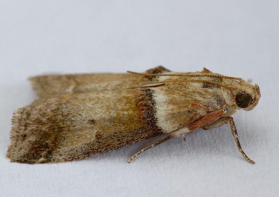 Conobathra tumidana (vijačka dubinová)