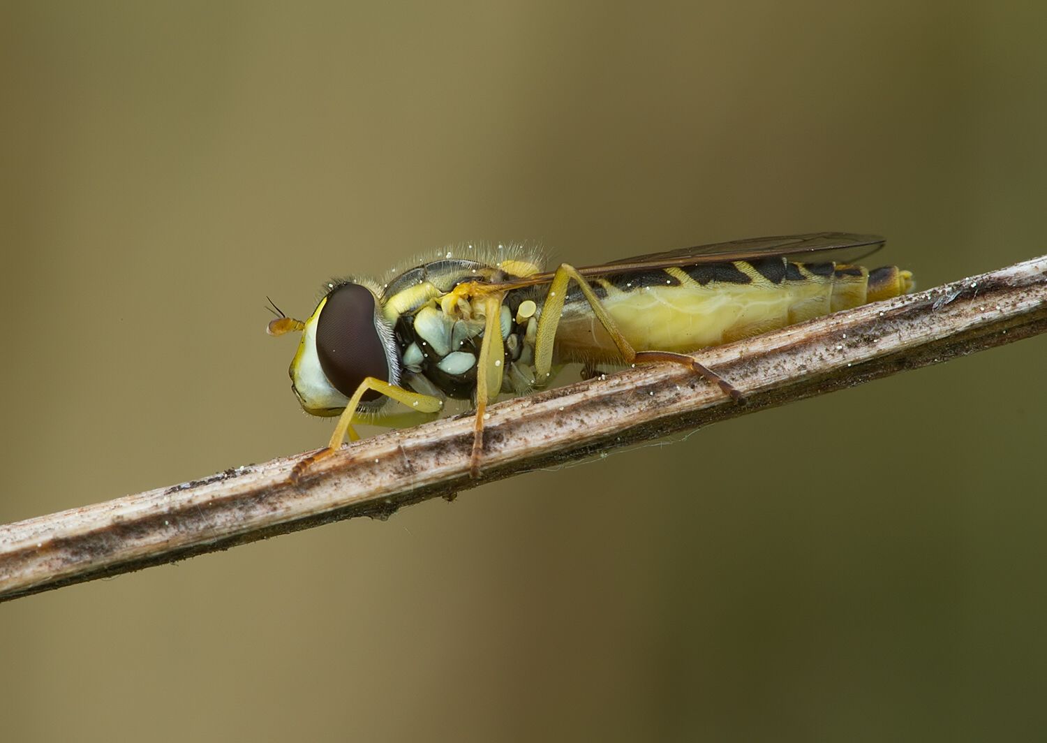 Sphaerophoria fatarum