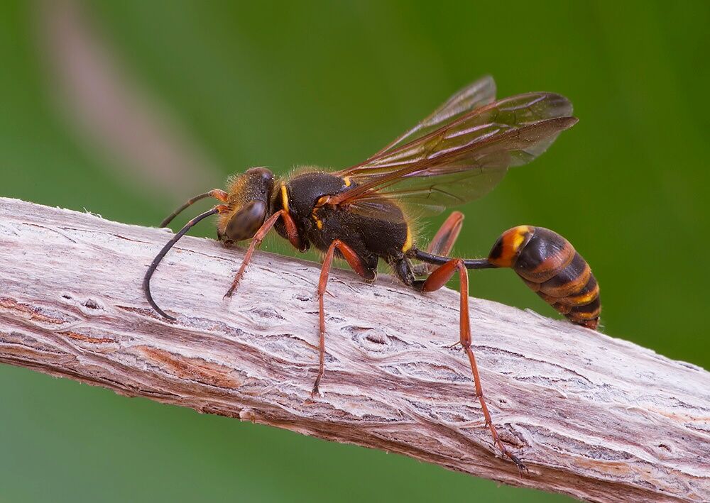 Sceliphron curvatum
