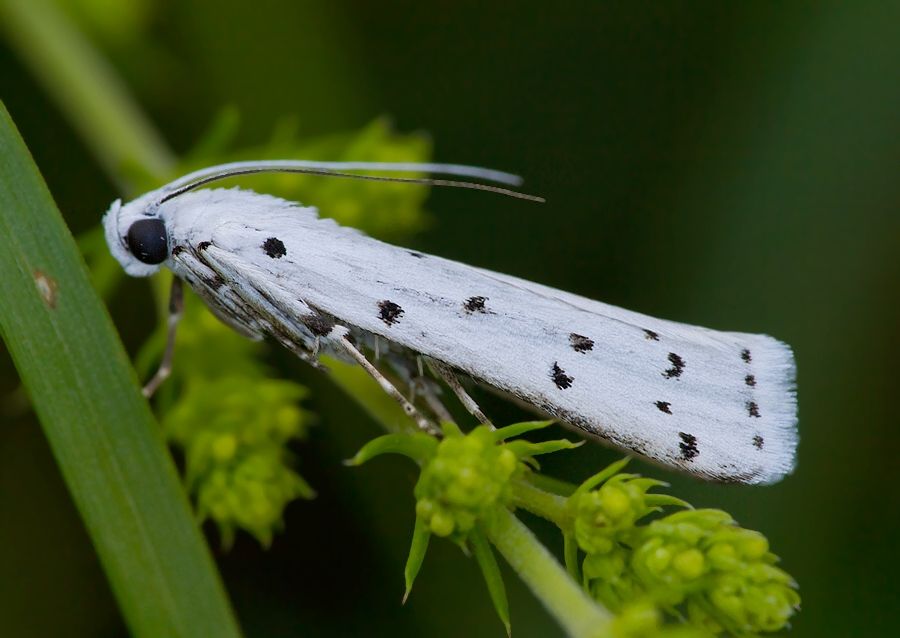 Myelois circumvoluta