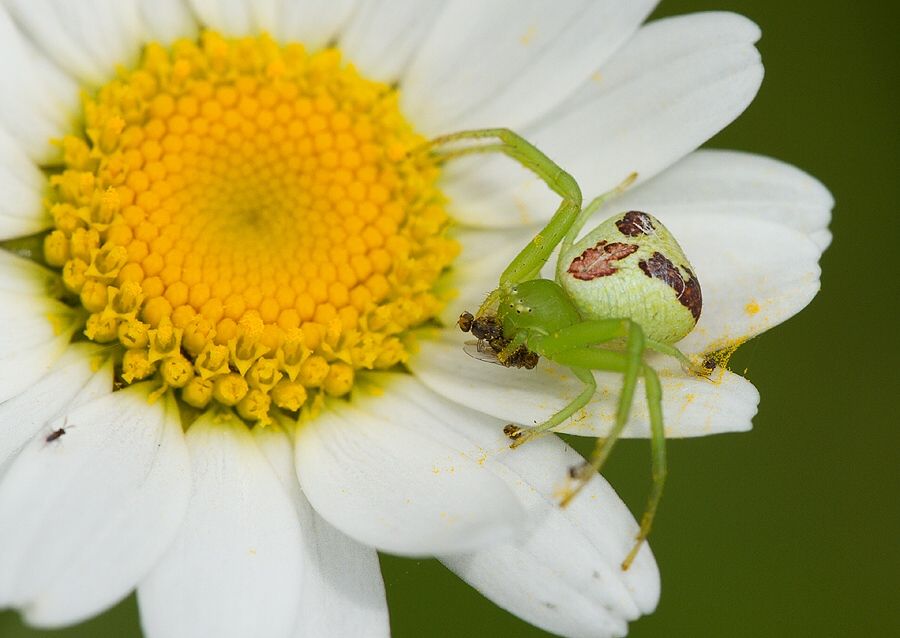 Ebrechtella tricuspidata