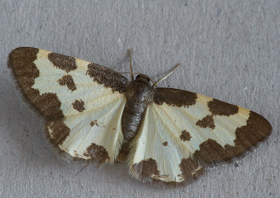 Lomaspilis marginata
