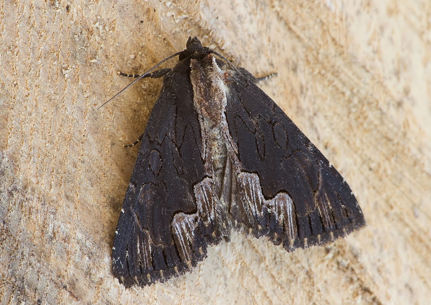 Dypterygia scabriuscula