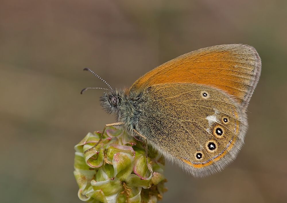 Coenonympha glycerion