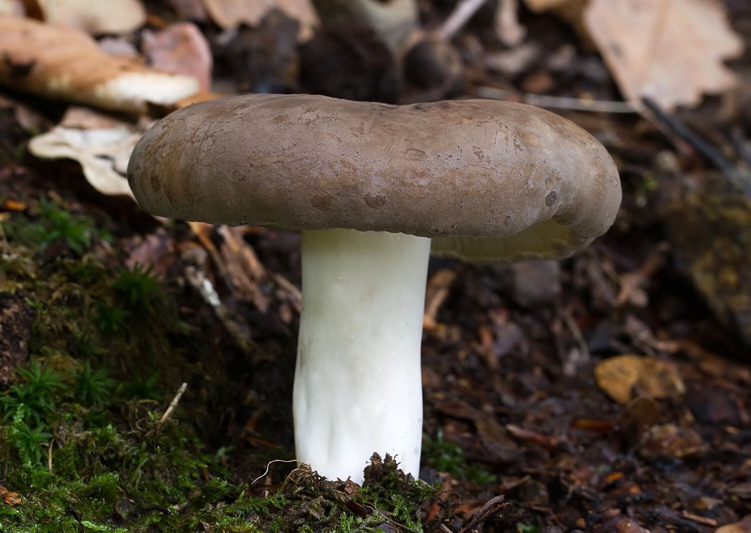 Lactarius azonites