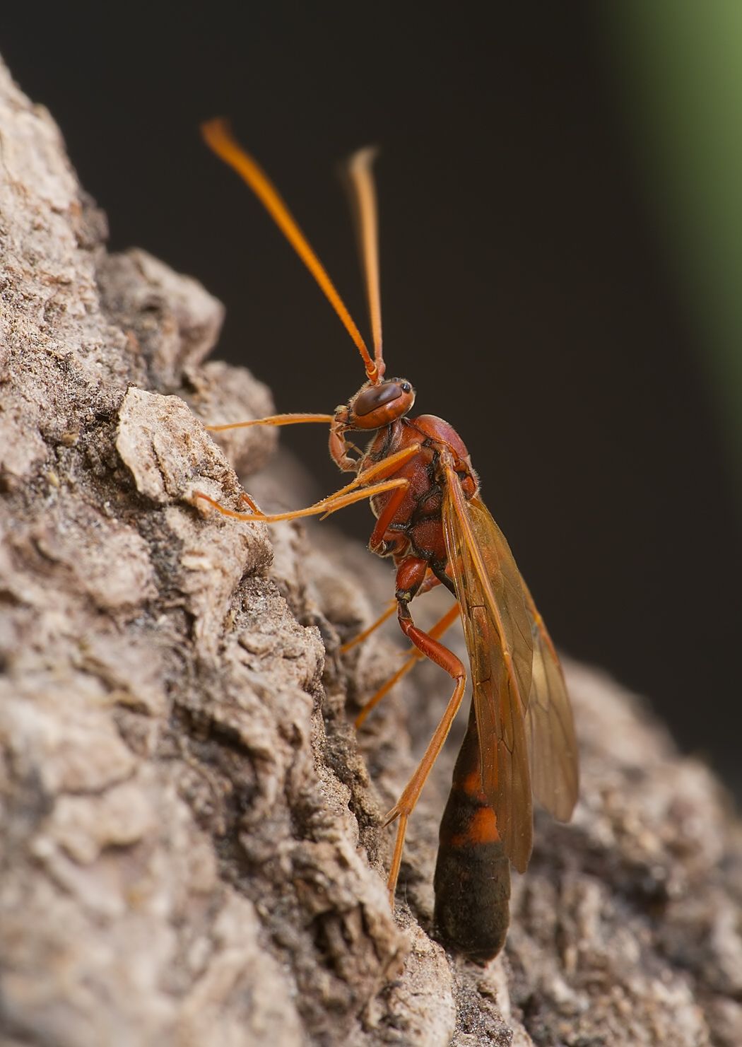 Eremotylus marginatus