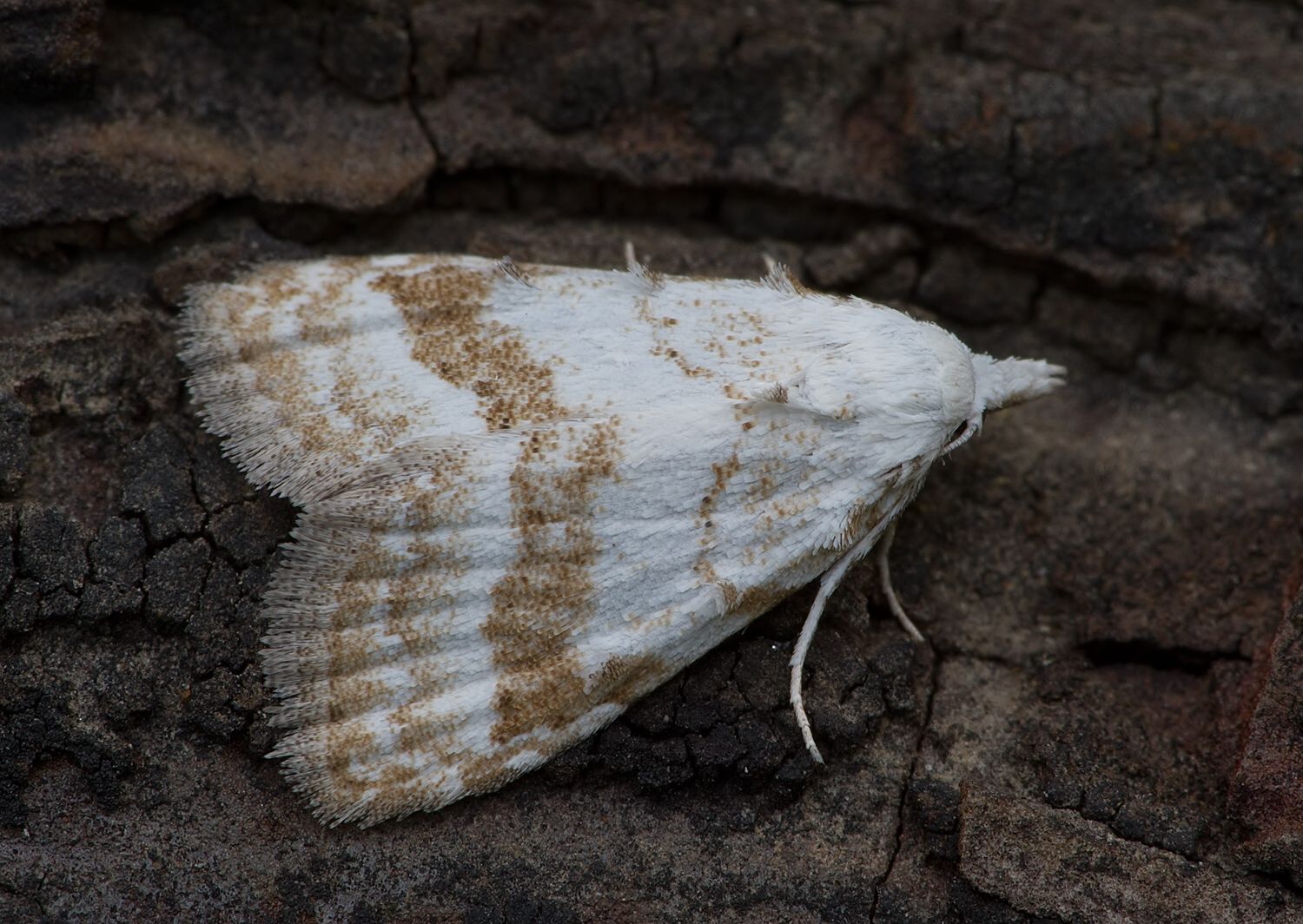 Meganola albula