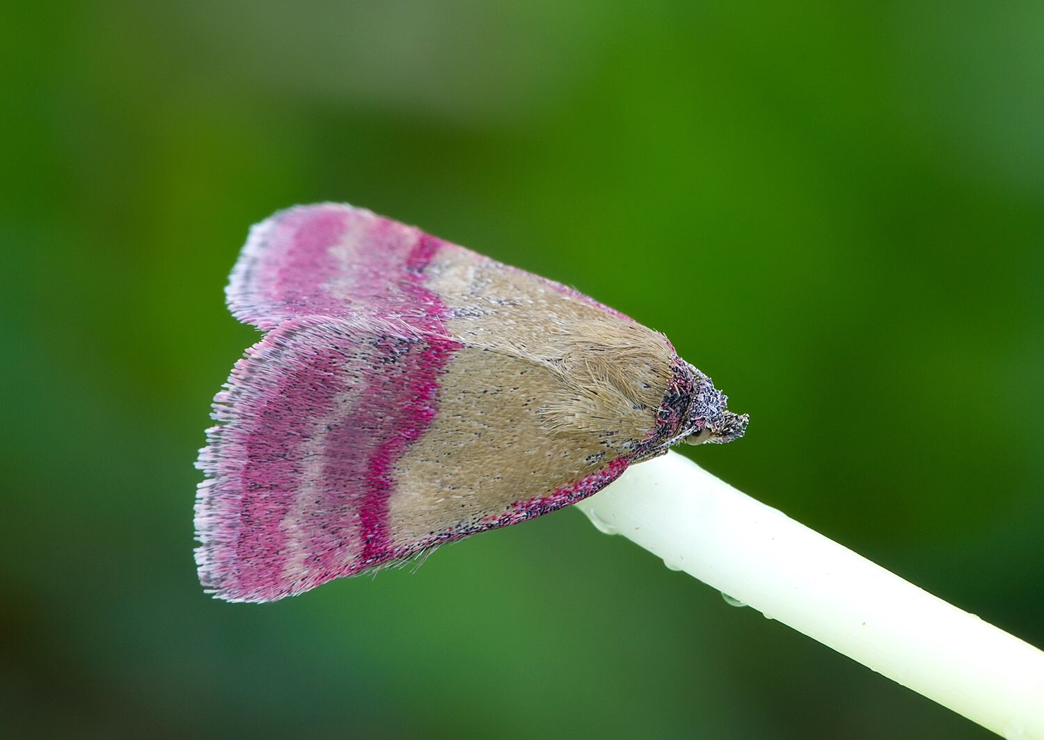 Phytometra viridaria