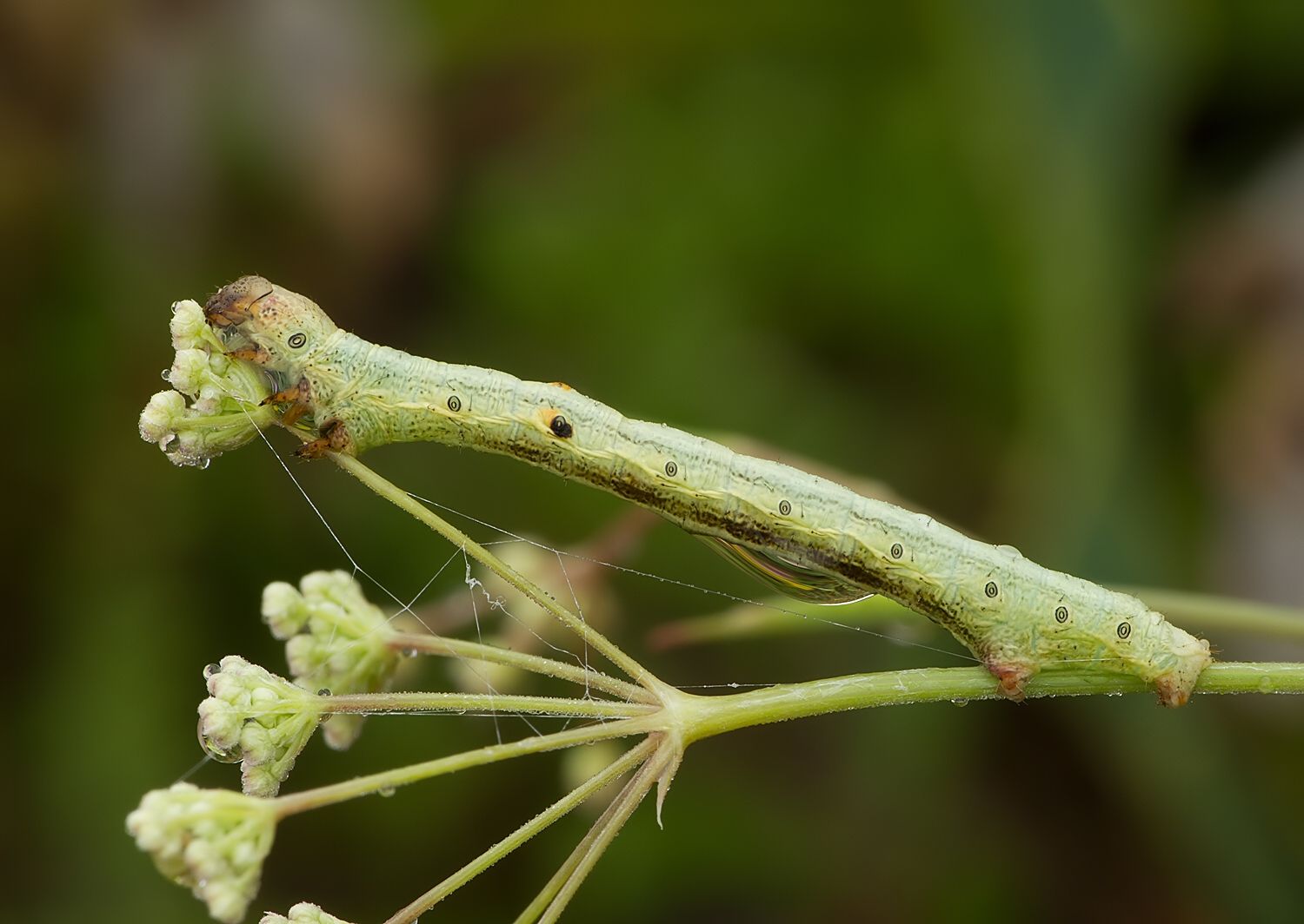 Ascotis selenaria