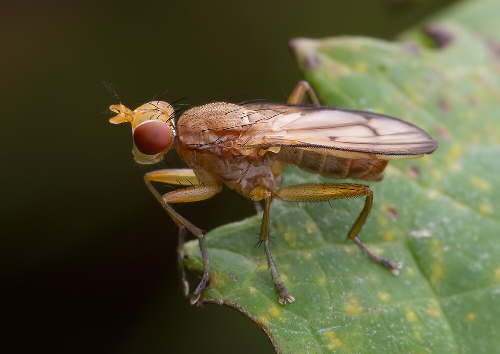 Tetanocera ferruginea