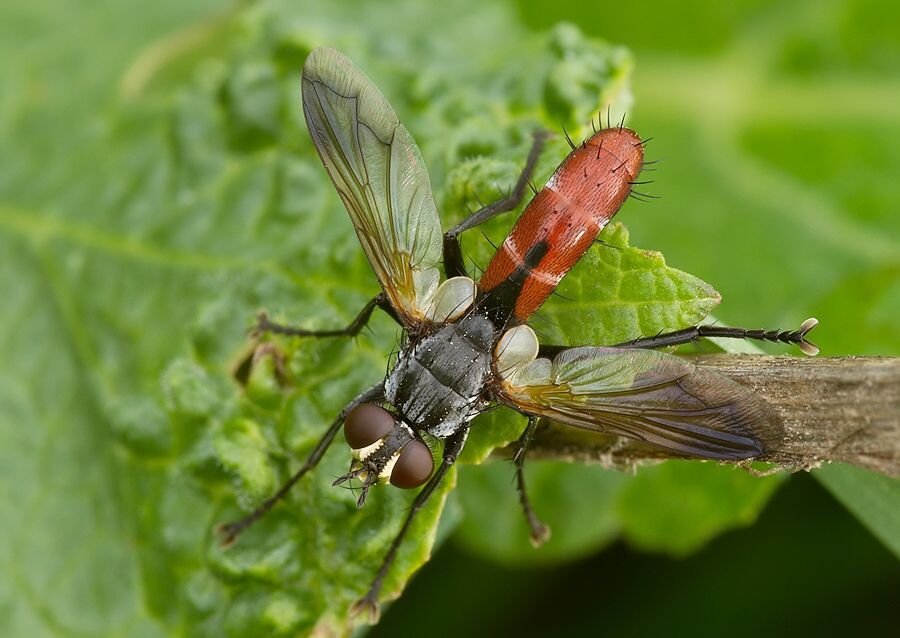 Cylindromyia bicolor