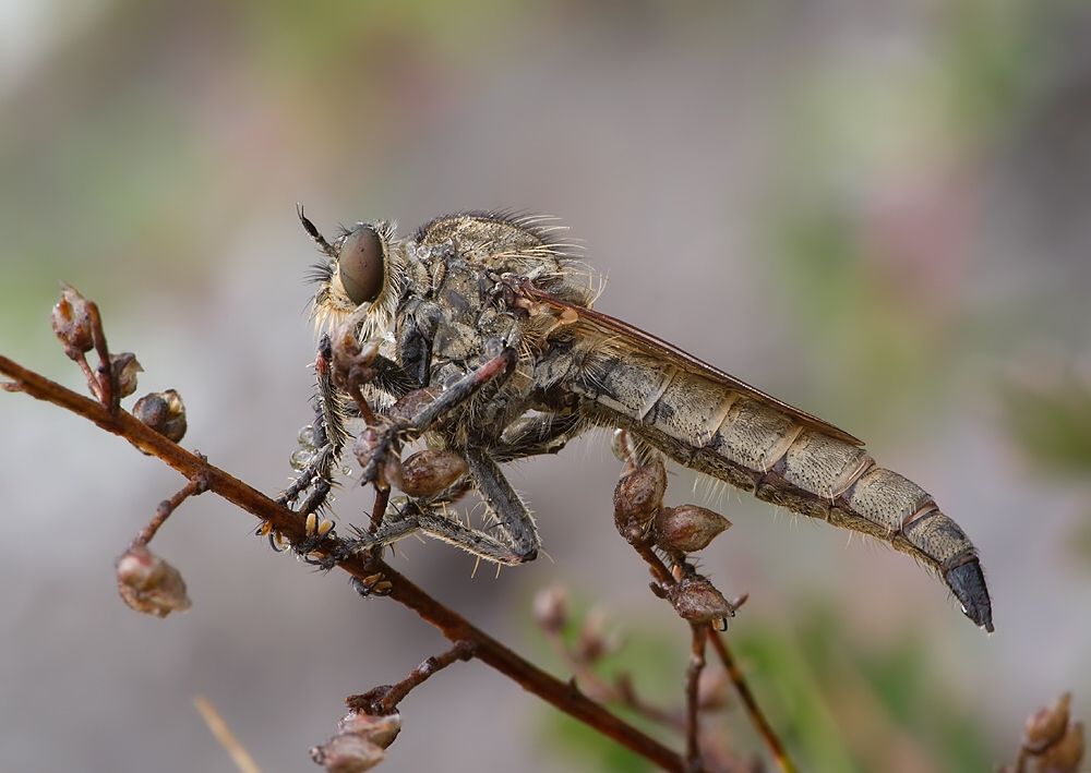 Machimus rusticus