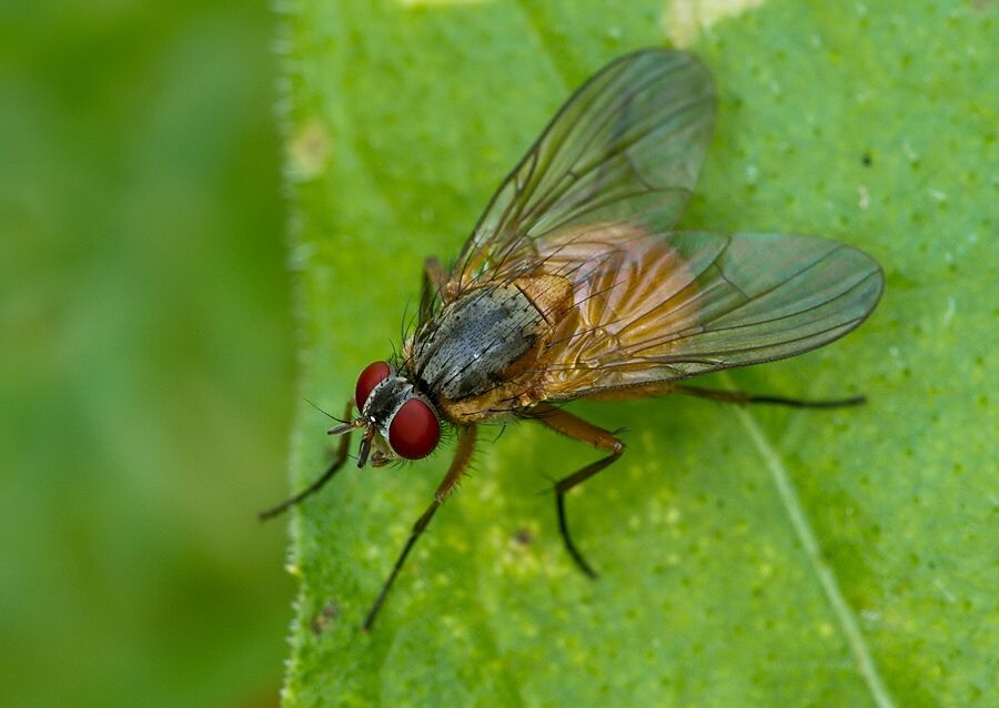 Hylemya nigrimana