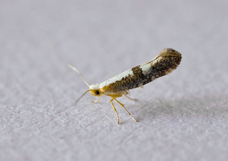 Argyresthia spinosella