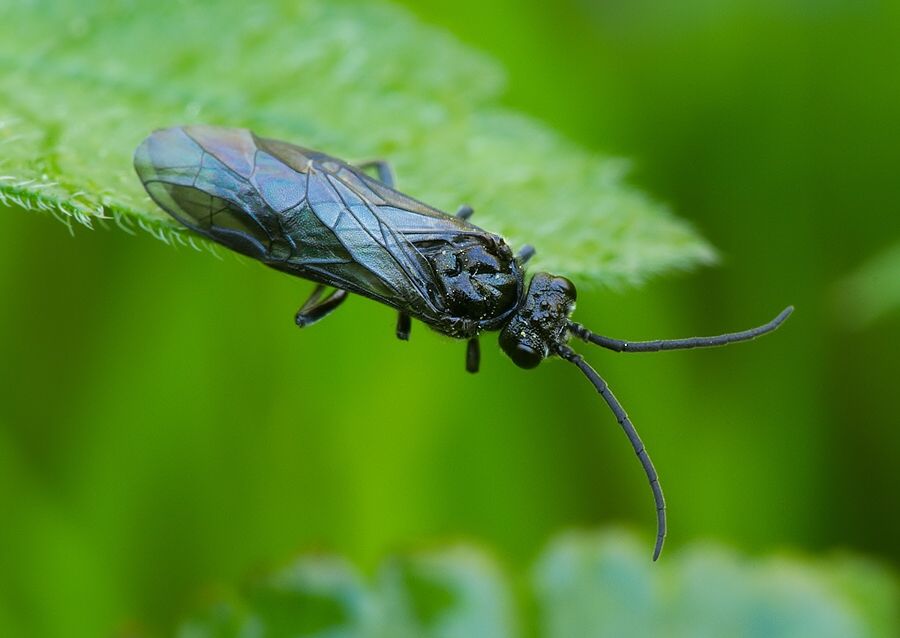 Blennocampa phyllocolpa