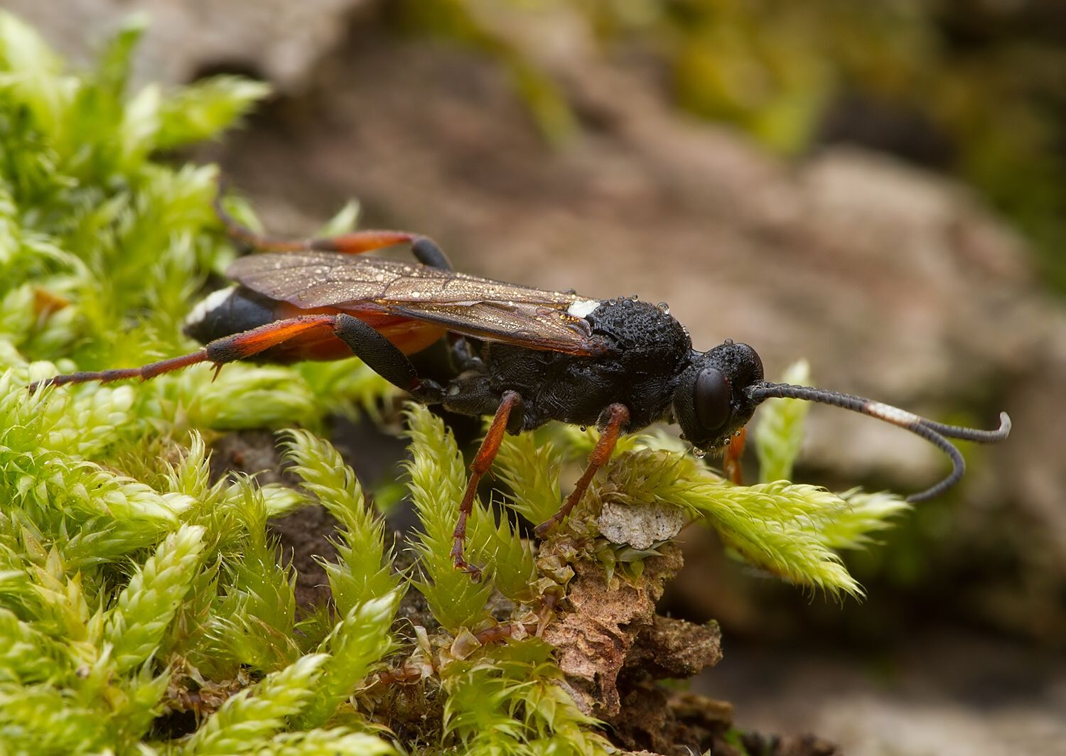Ichneumon bucculentus