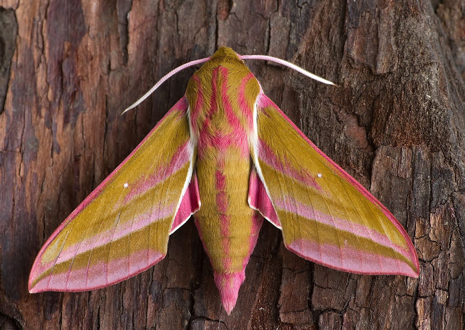 Deilephila elpenor