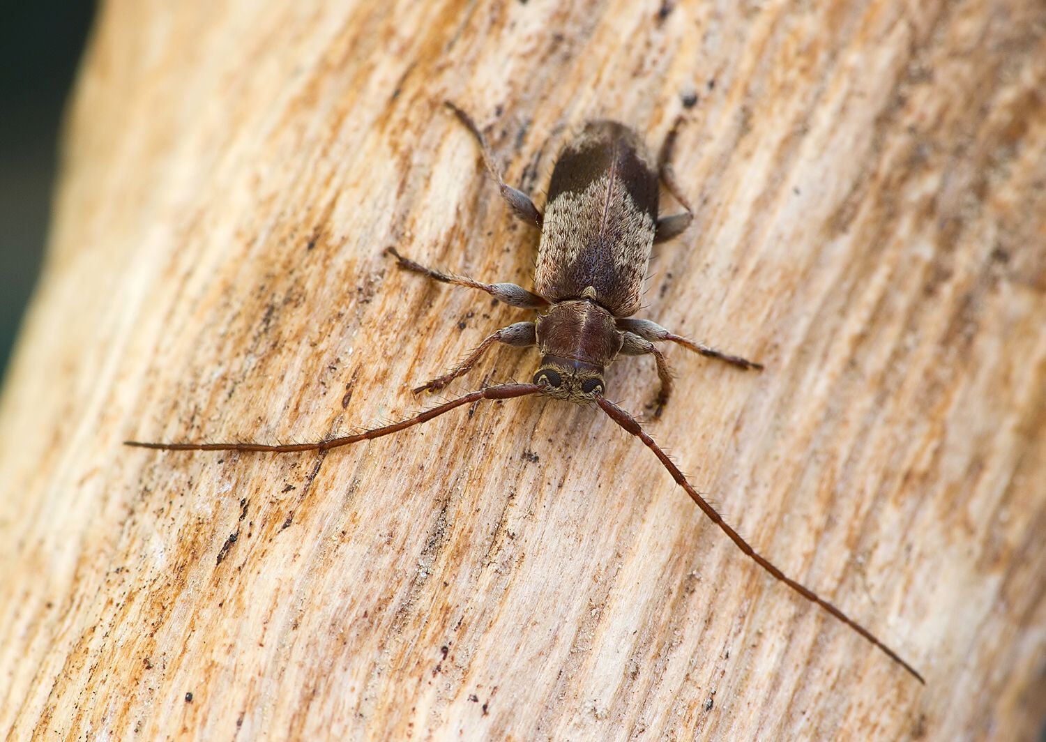 Exocentrus punctipennis