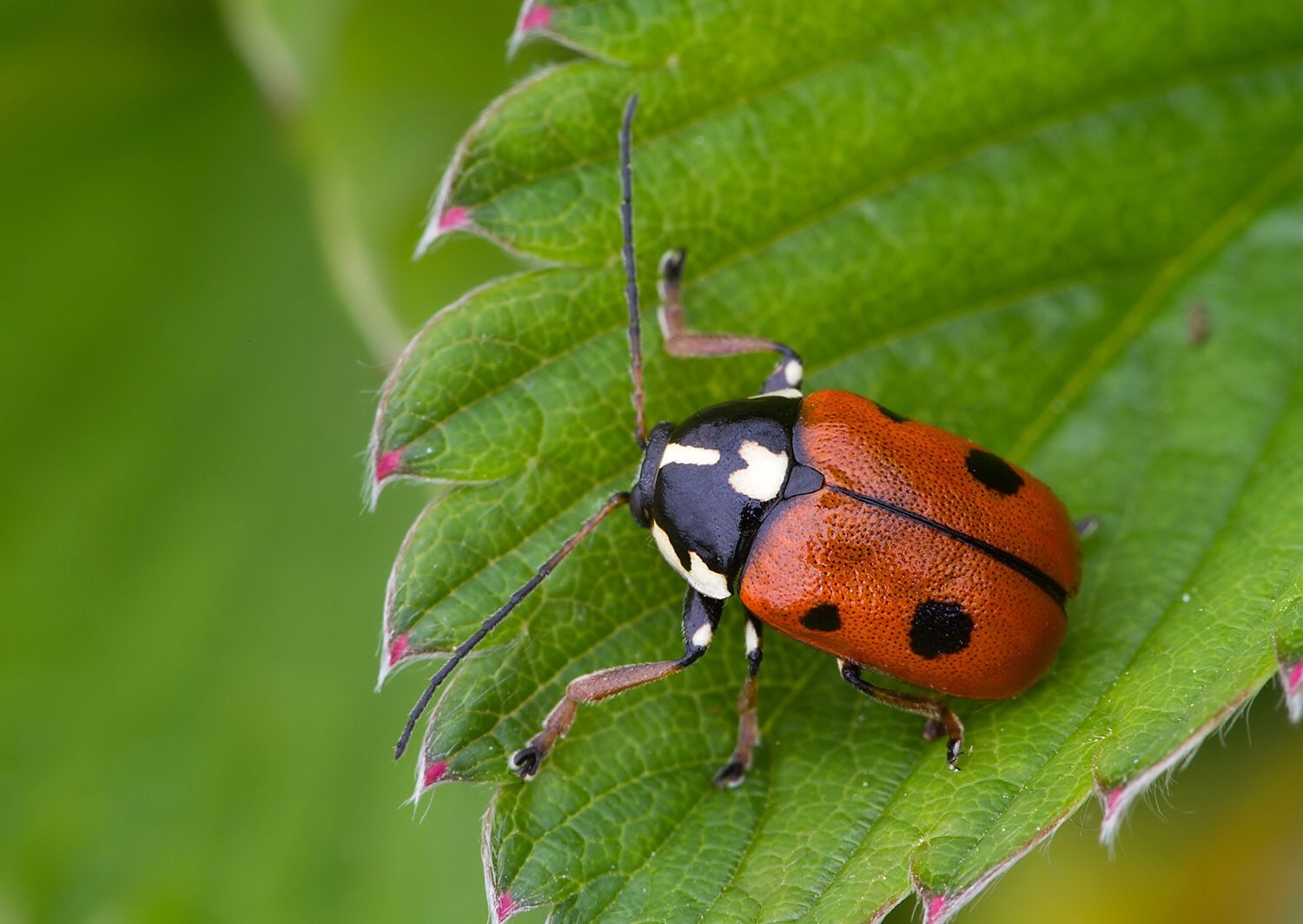 Cryptocephalus cordiger
