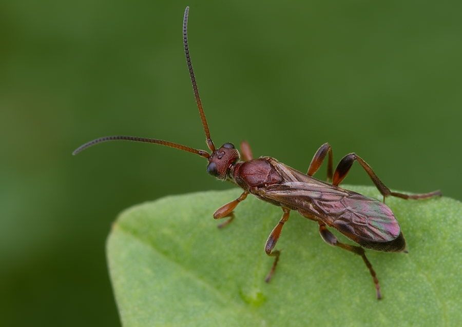 Ichneumoninae