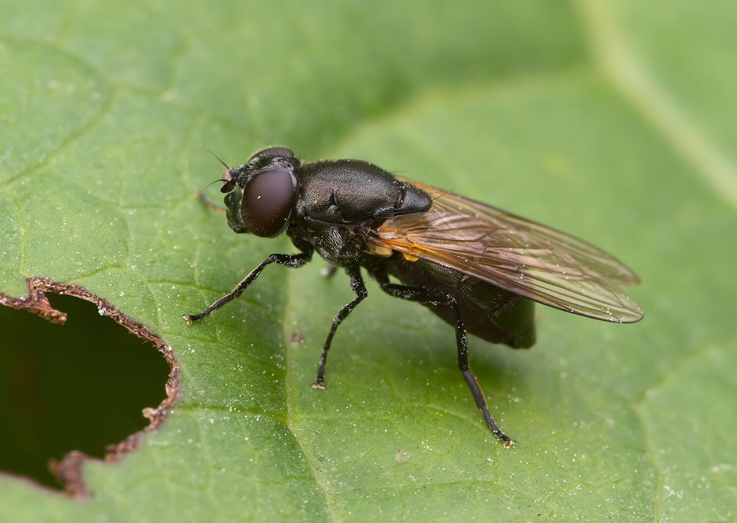 Cheilosia impressa
