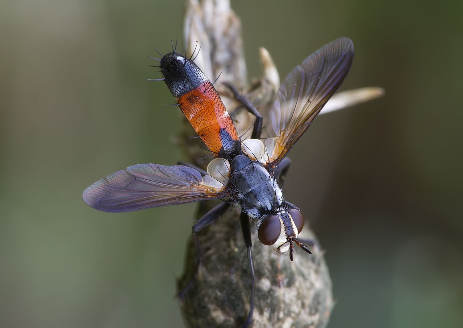 Cylindromyia brassicaria