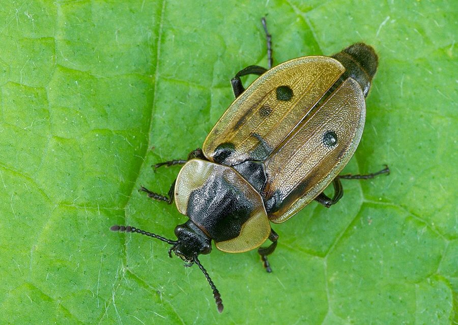 Dendroxena quadrimaculata
