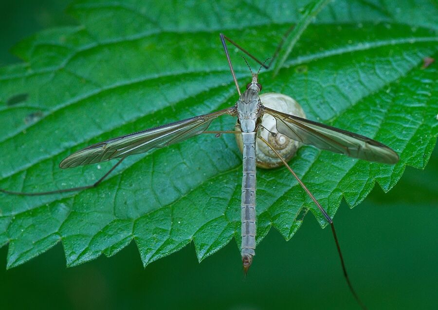 Tipula oleracea