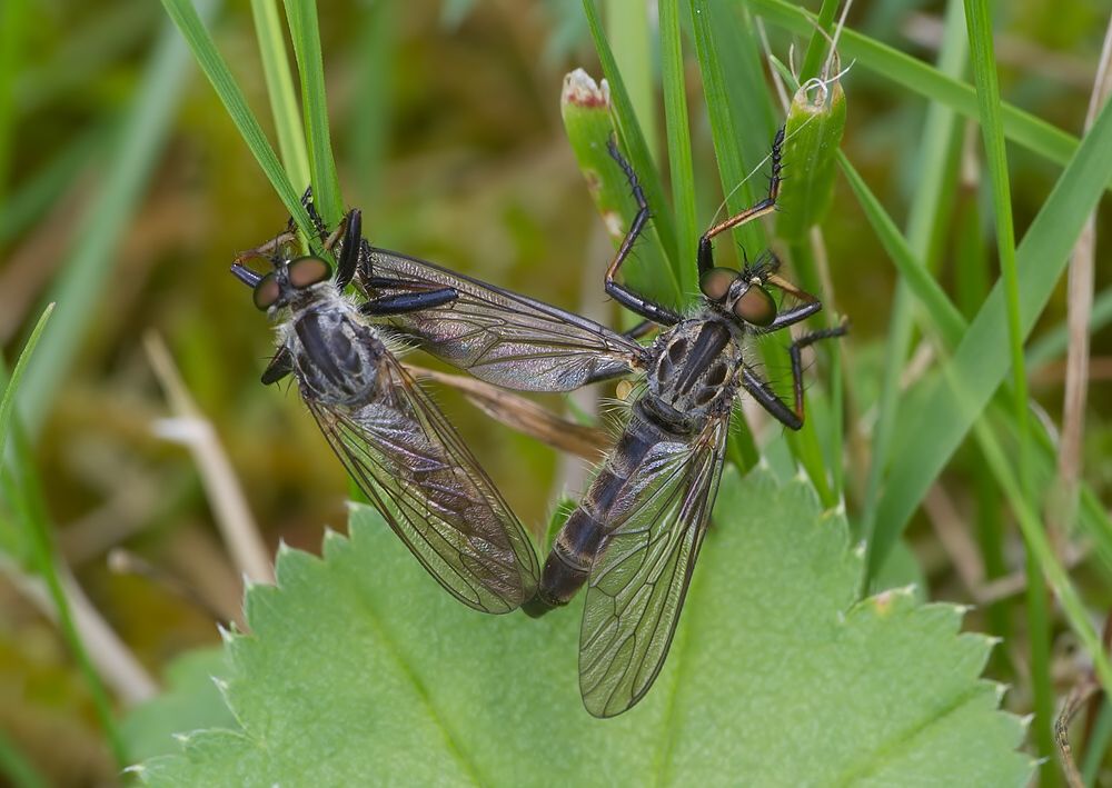 Neoitamus socius