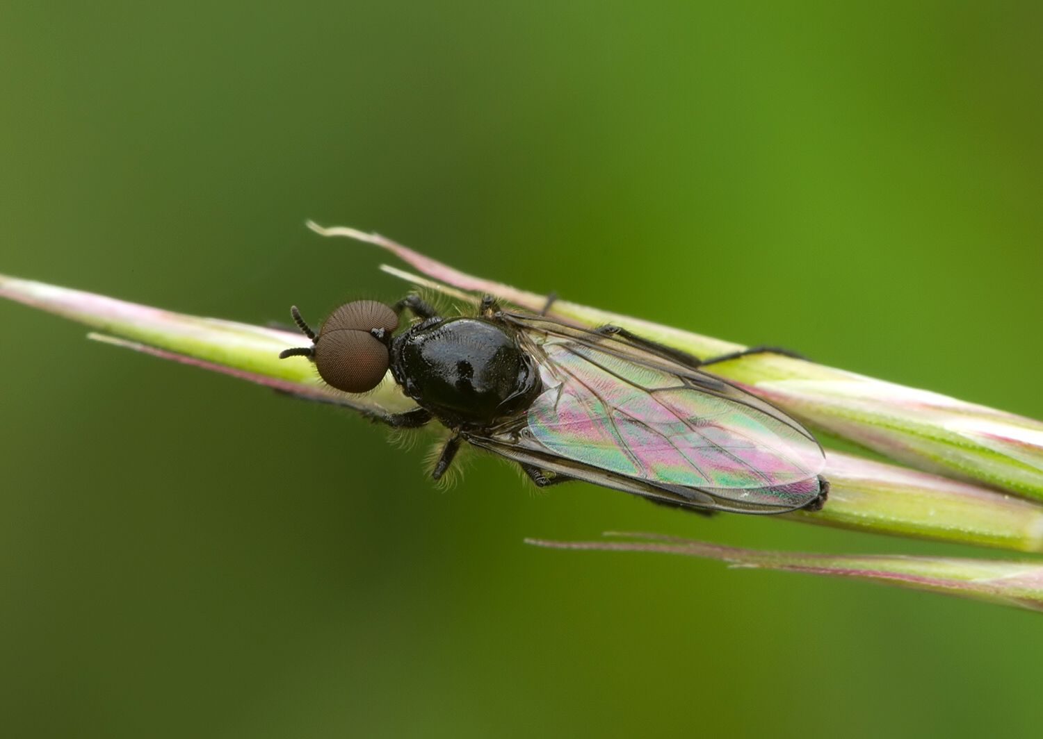Bibio hortulanus