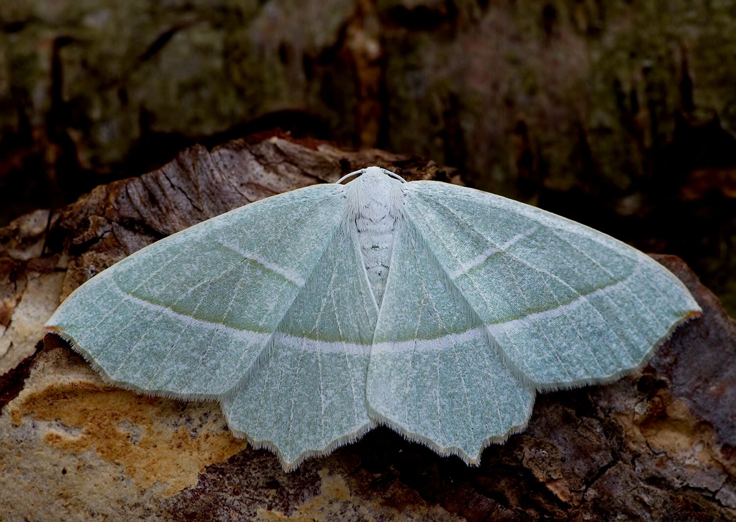 Campaea margaritaria