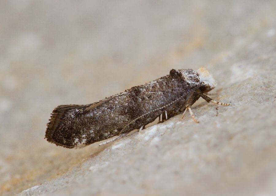 Paraswammerdamia nebulella