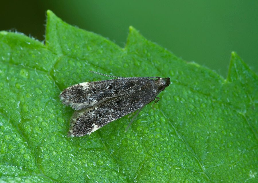 Dichomeris alacella