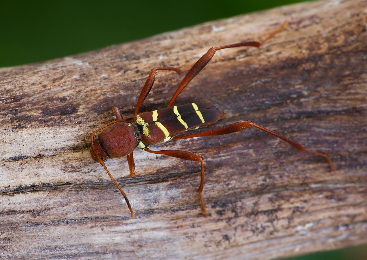 Neoclytus acuminatus