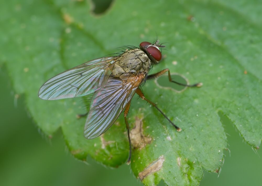 Phaonia angelicae