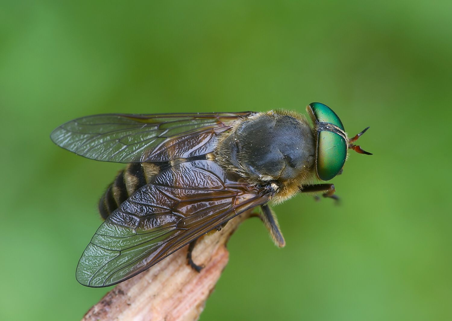 Philipomyia aprica