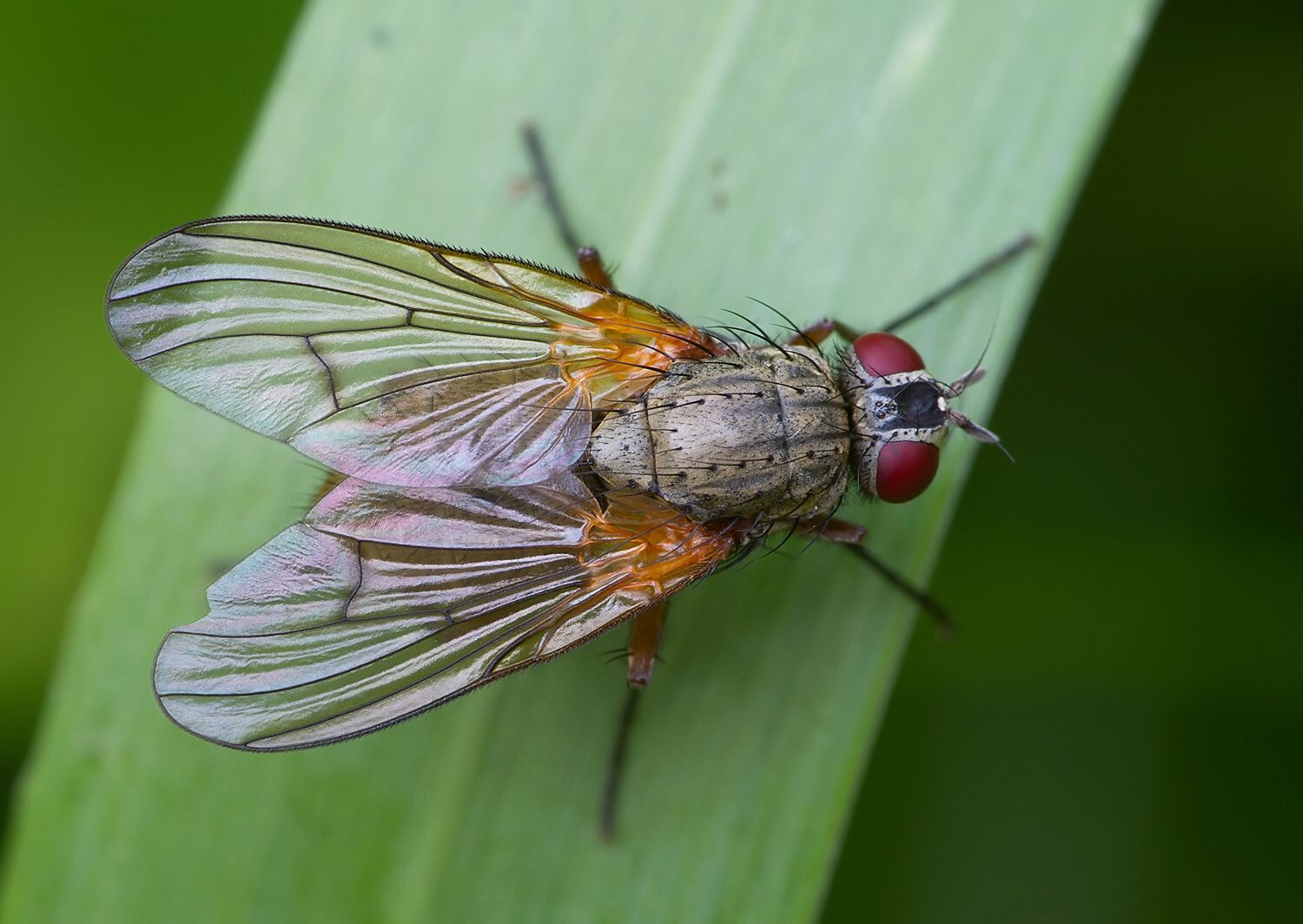 Phaonia angelicae