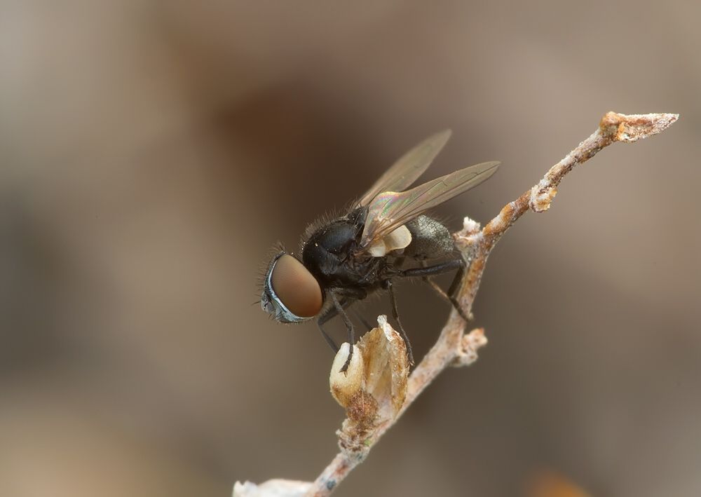 Phasia barbifrons