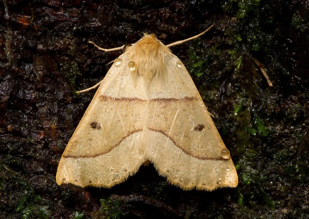 Crocallis elinguaria