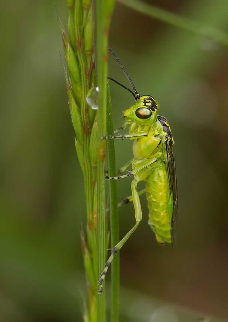 Rhogogaster viridis cf.