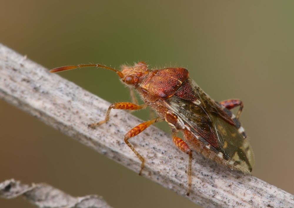 Rhopalus subrufus