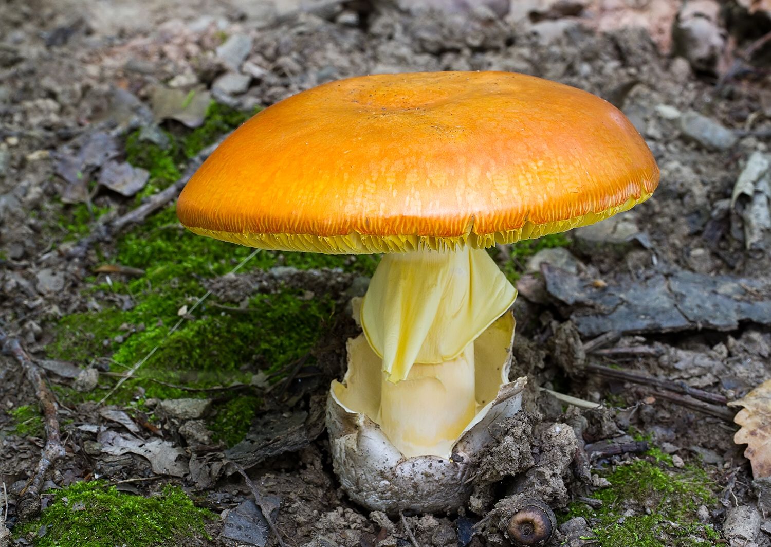 Amanita caesarea