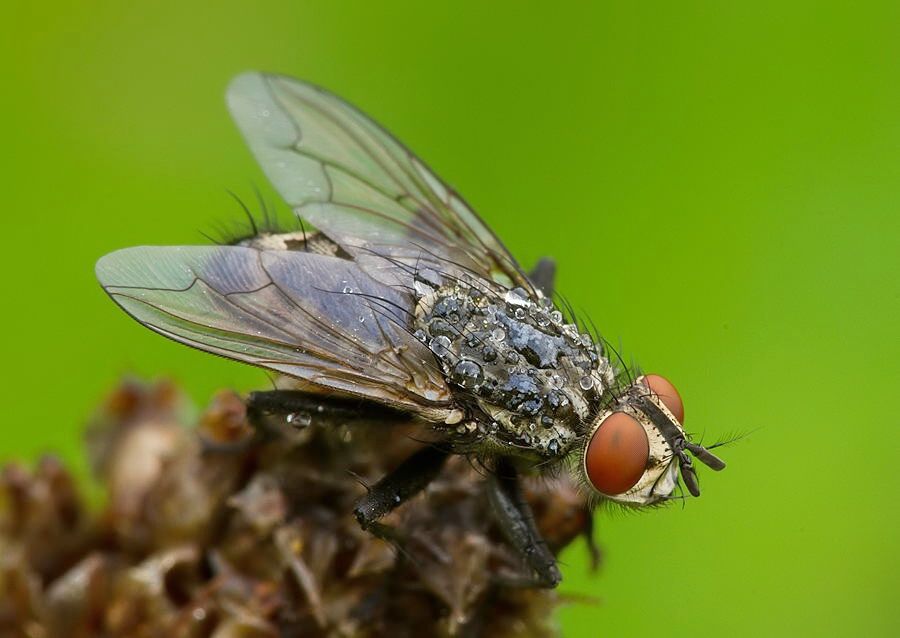 Sarcophaga carnaria