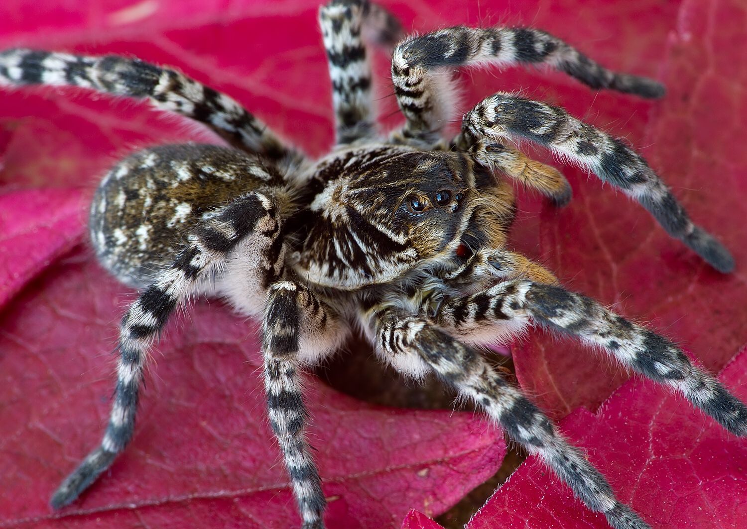 Lycosa singoriensis